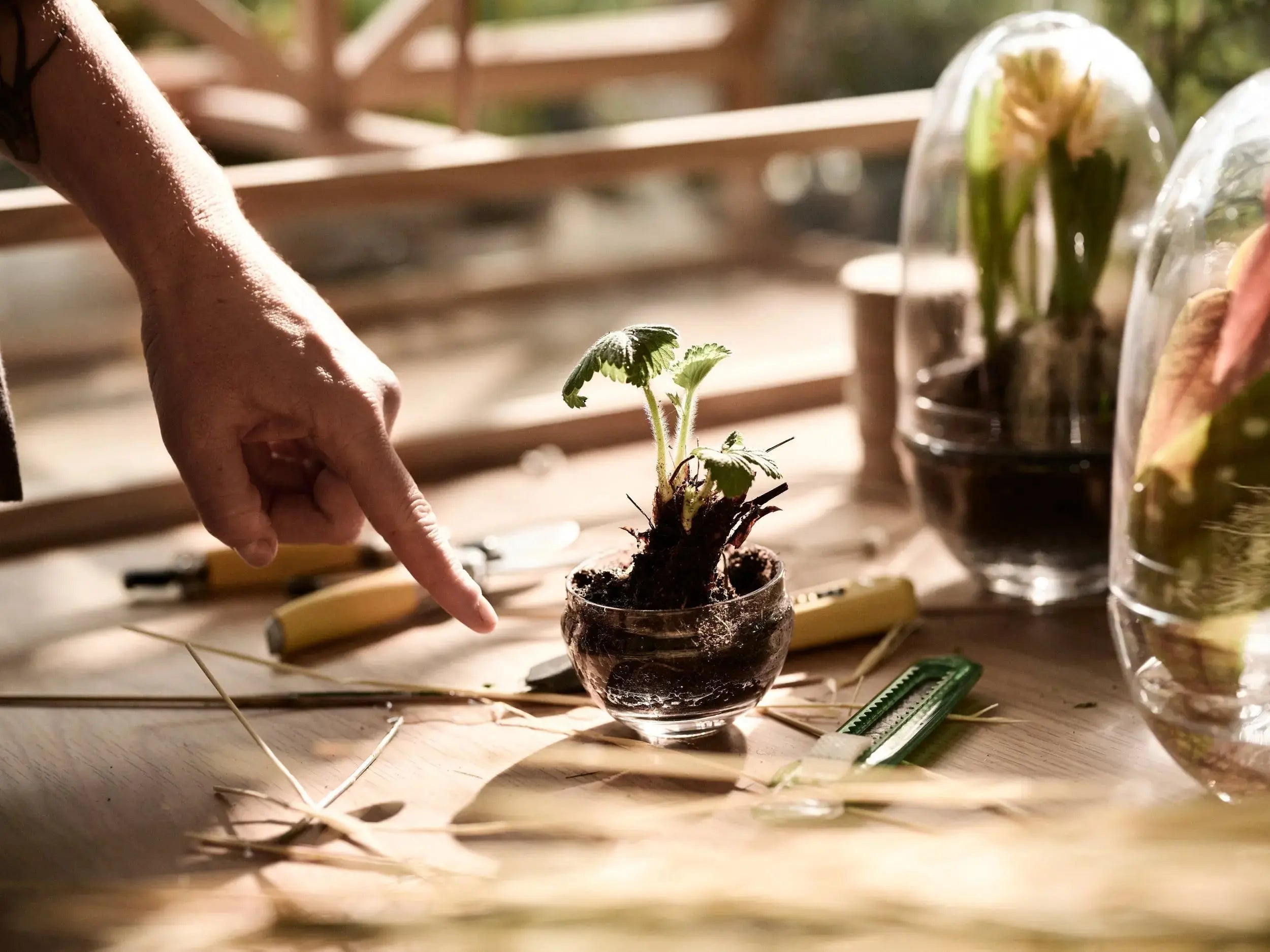 Design House Stockholm Grow pienoiskasvihuone S Design House Stockholm