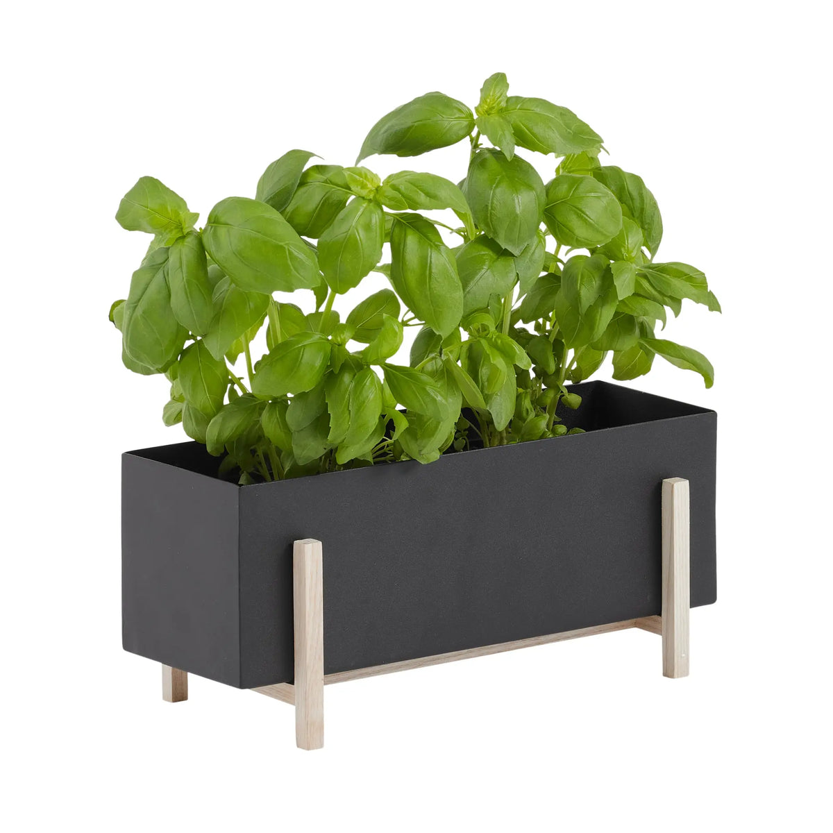 Design House Stockholm Botanic Box musta/saarni Design House Stockholm
