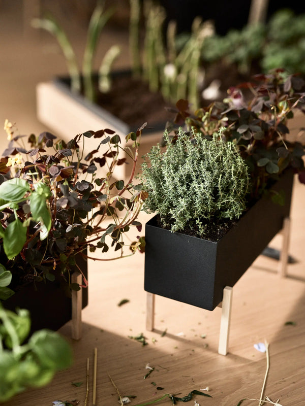 Design House Stockholm Botanic Box musta/saarni Design House Stockholm